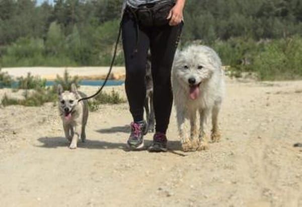 BARNEY sucht SEIN Zuhause!