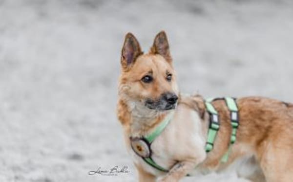 Flauschiger Teddy mit freundlicher Seele