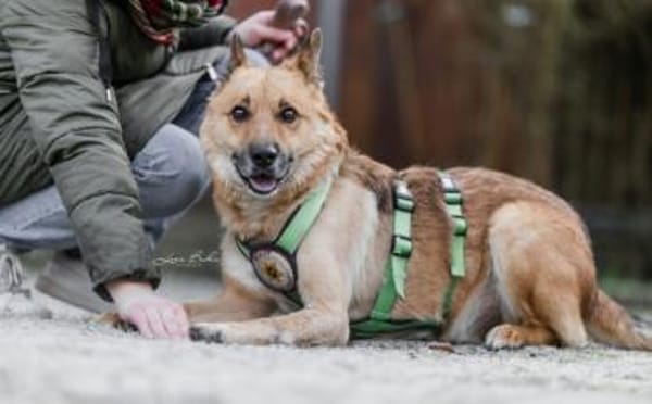 Flauschiger Teddy mit freundlicher Seele