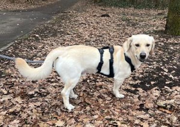 Junghund Leo sucht ein ruhiges Zuhause