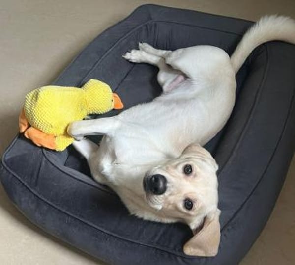 Junghund Leo sucht ein ruhiges Zuhause