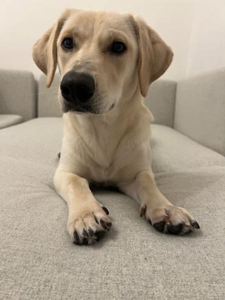 Junghund Leo sucht ein ruhiges Zuhause