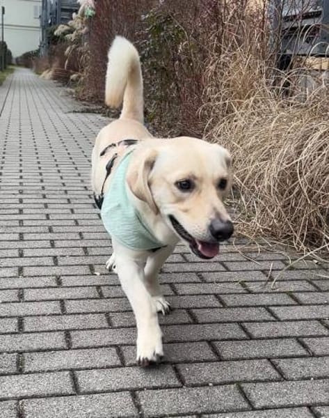 Junghund Leo sucht ein ruhiges Zuhause