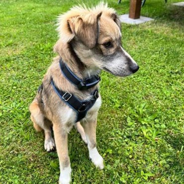 💙 Lieber Junghund Diesel sucht dich! 🐾