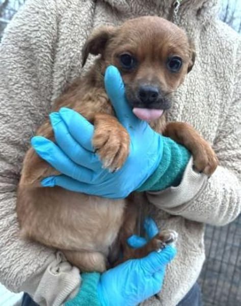 ANTONIA braucht ein liebevolles Zuhause