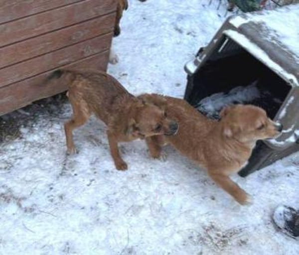 ANTONIA braucht ein liebevolles Zuhause