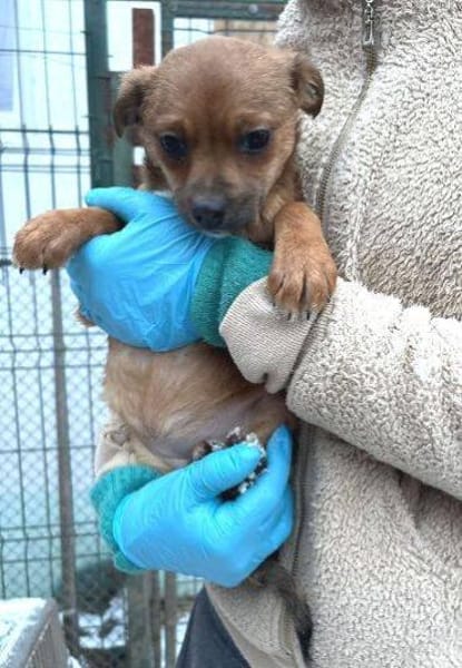 ANTONIA braucht ein liebevolles Zuhause