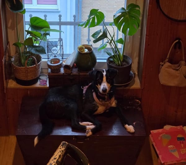 Unsicherer Sadik sucht erfahrenes Heim