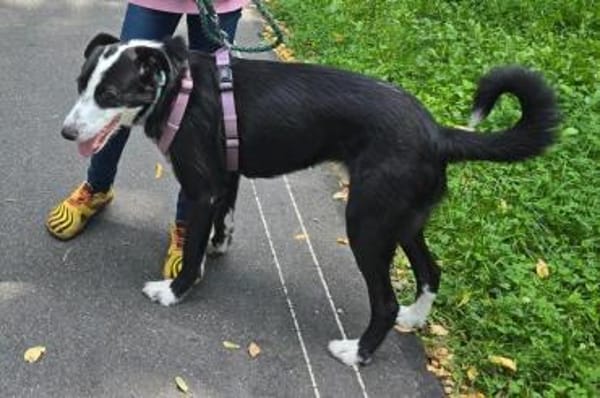 Unsicherer Sadik sucht erfahrenes Heim