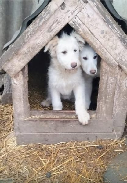 Zuckersüßer Welpe - SUN