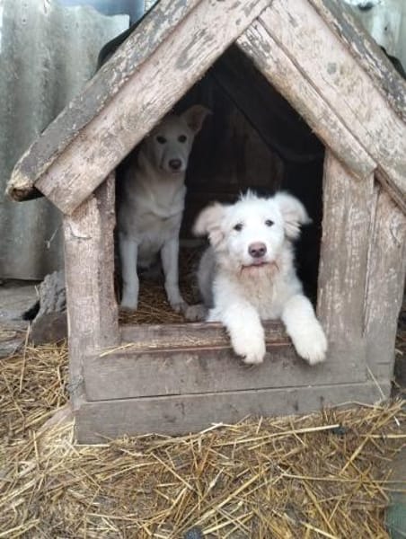 Zuckersüßer Welpe - SUN