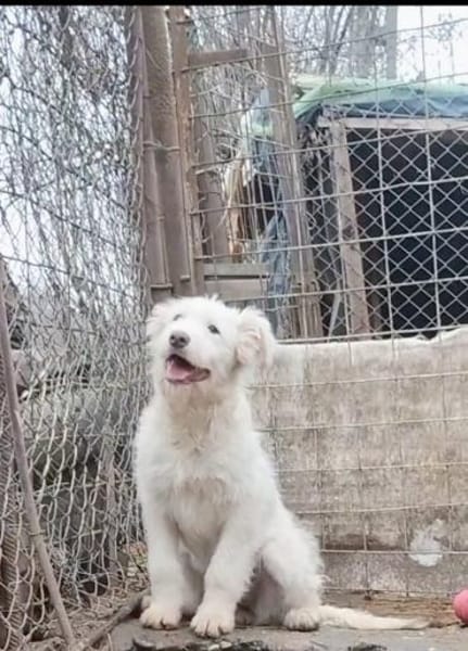 Zuckersüßer Welpe - SUN