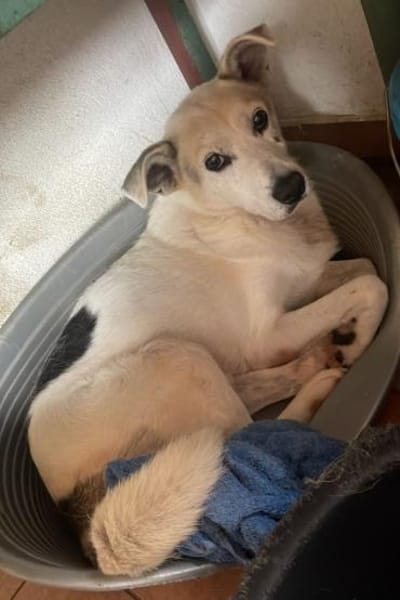 Lenny ❤ dankbarer Rüde sucht Liebe