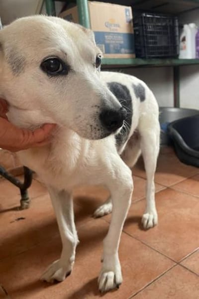 Lenny ❤ dankbarer Rüde sucht Liebe