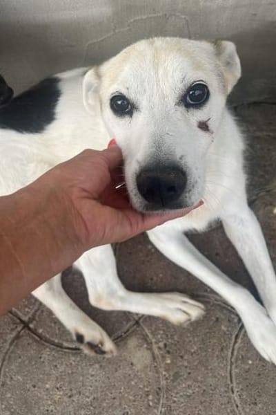 Lenny ❤ dankbarer Rüde sucht Liebe