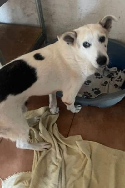 Lenny ❤ dankbarer Rüde sucht Liebe