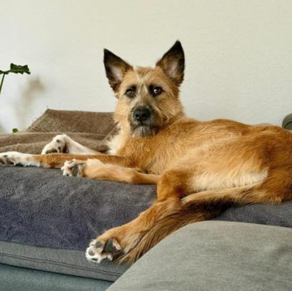 🐶Toller Rupert sucht Dich🐶