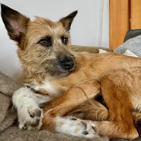 🐶Toller Rupert sucht Dich🐶