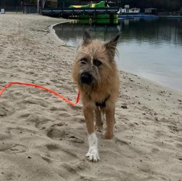 🐶Toller Rupert sucht Dich🐶