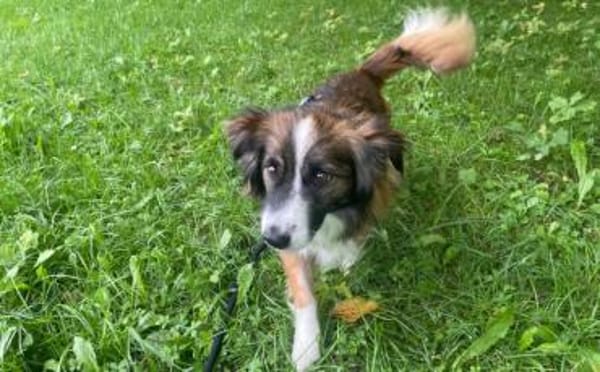 Wusel sucht seine zweite Chance!