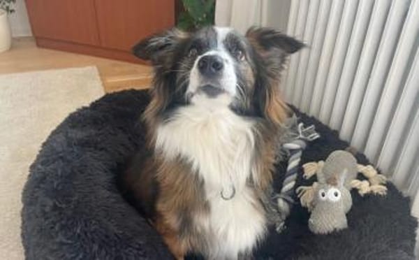 Wusel sucht seine zweite Chance!