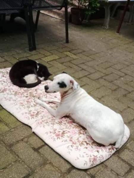 Mozart ist zum Notfall geworden !!!