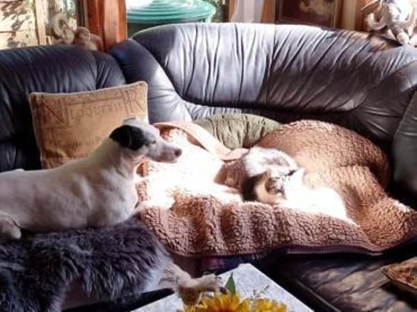 Mozart ist zum Notfall geworden !!!