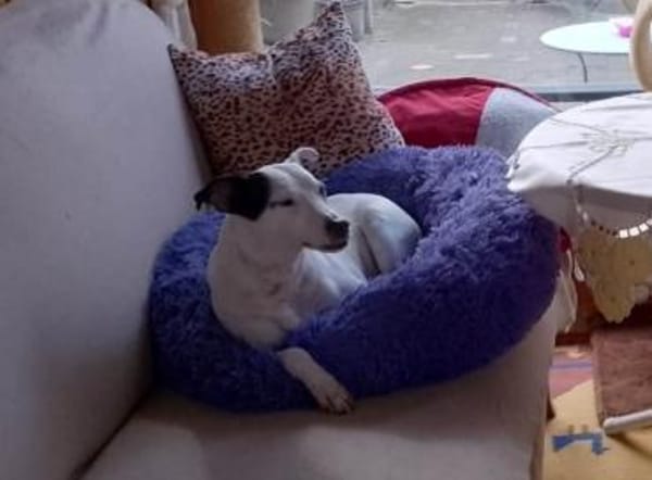 Mozart ist zum Notfall geworden !!!