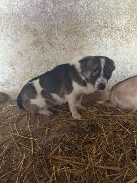 🐾❤ PAUL, ca. 3 Jahre, ca. 35/38 cm