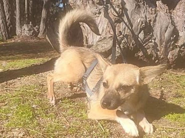 Umbra ❤ Lebensfreude auf 4 Pfoten