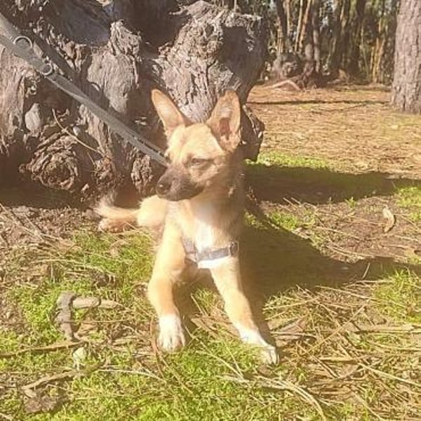 Umbra ❤ Lebensfreude auf 4 Pfoten