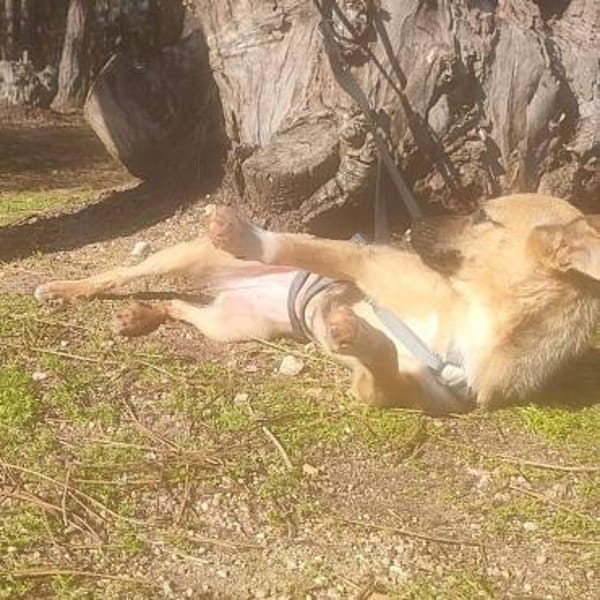 Umbra ❤ Lebensfreude auf 4 Pfoten