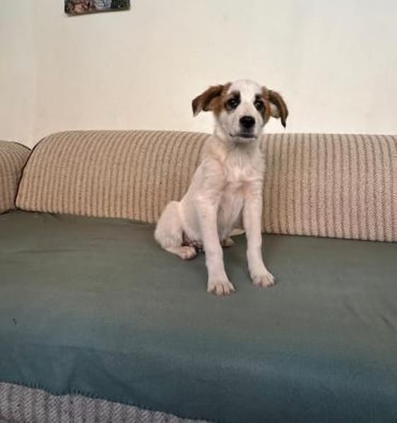 Lancelot - unser kleiner Ritter