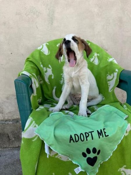 Lancelot - unser kleiner Ritter