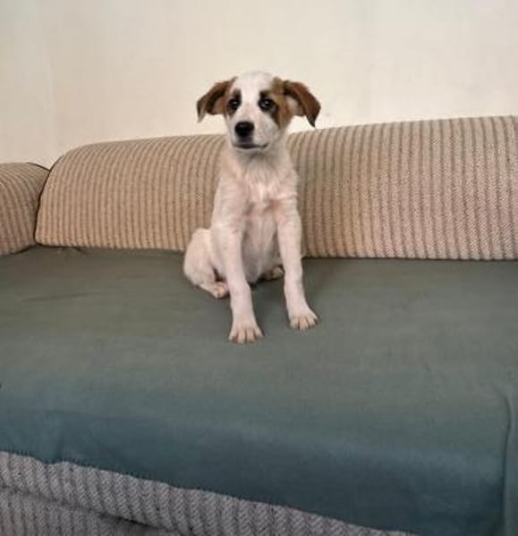 Lancelot - unser kleiner Ritter