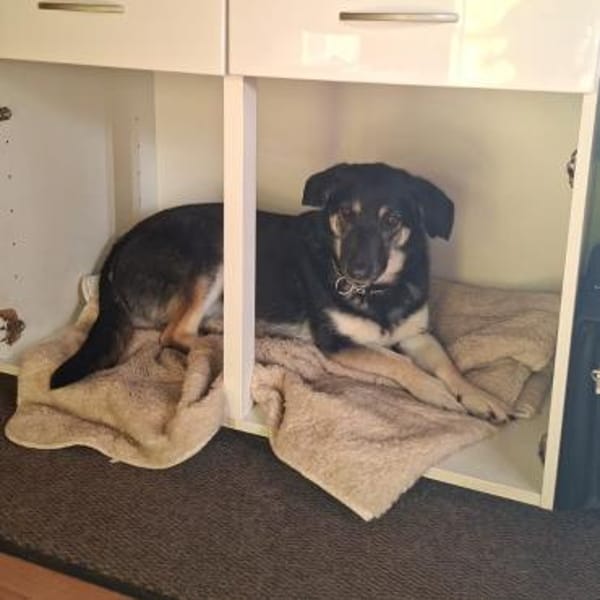 🐶💧 Liebe Hündin Sora 💧🐶