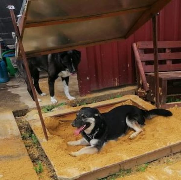 🐶💧 Liebe Hündin Sora 💧🐶