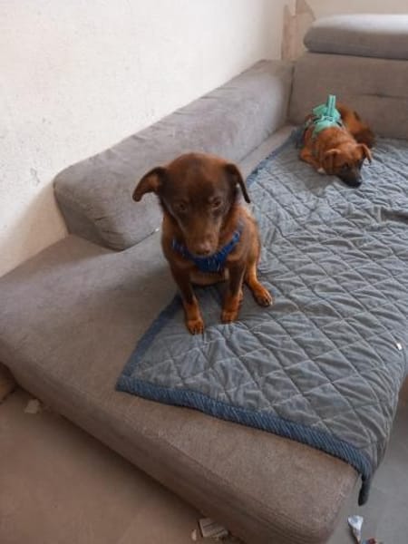 Zauberhafter Mogli sucht sein Zuhause