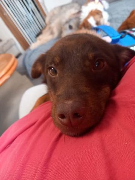 Zauberhafter Mogli sucht sein Zuhause