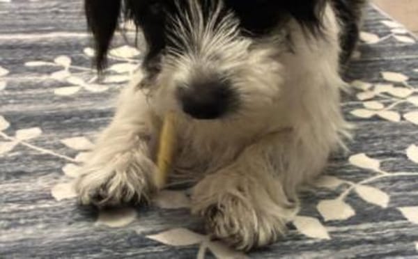 Zuhause gesucht für Malu