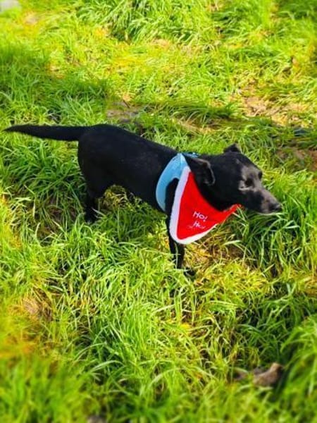 Bubka die verschmuste Hündin