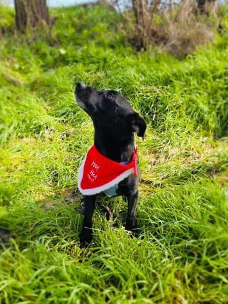 Bubka die verschmuste Hündin