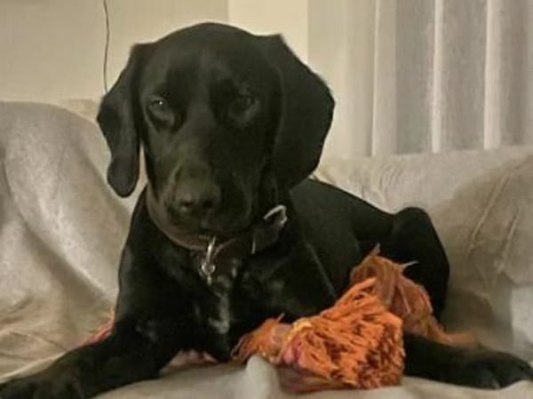 MIRELLA - eine schwarze Schönheit