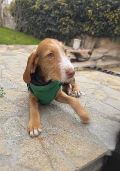 Rudolph einfach nur toll