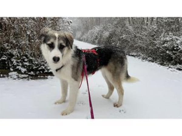 Youma - wartet in 90547 Stein