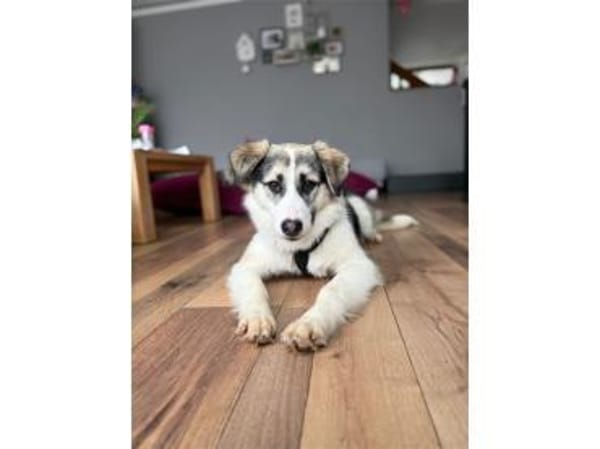 Youma - wartet in 90547 Stein