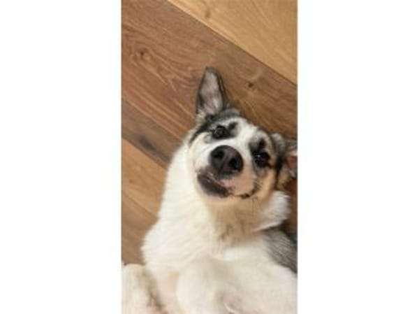 Youma - wartet in 90547 Stein