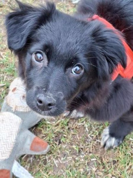 Welpenmädchen Quinta auf PS in 91286