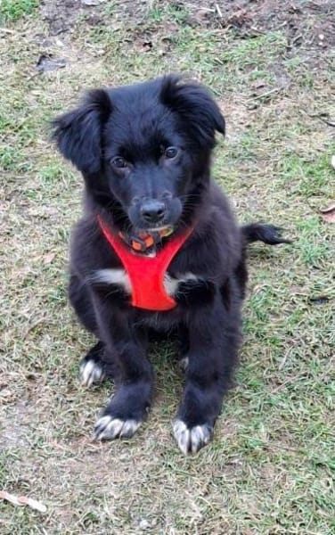 Welpenmädchen Quinta auf PS in 91286