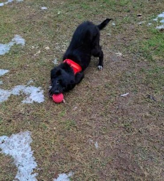 Welpenmädchen Quinta auf PS in 91286